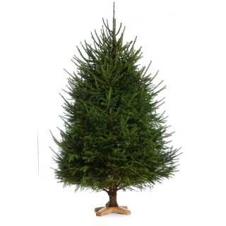 Baltoji eglė (picea glauca), įv. dydžiai.