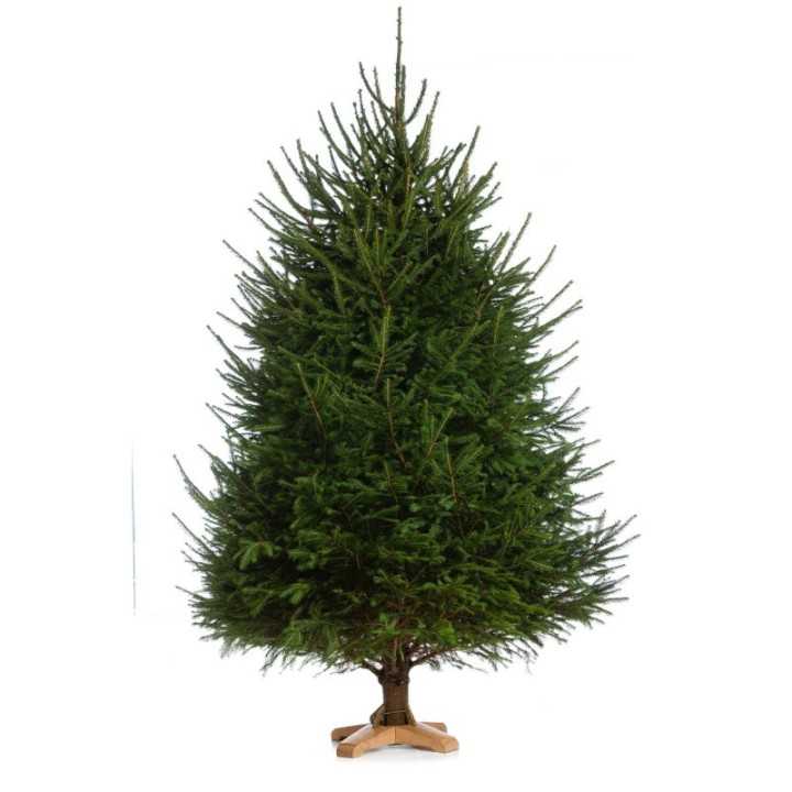 Baltoji eglė (picea glauca), įv. dydžiai.