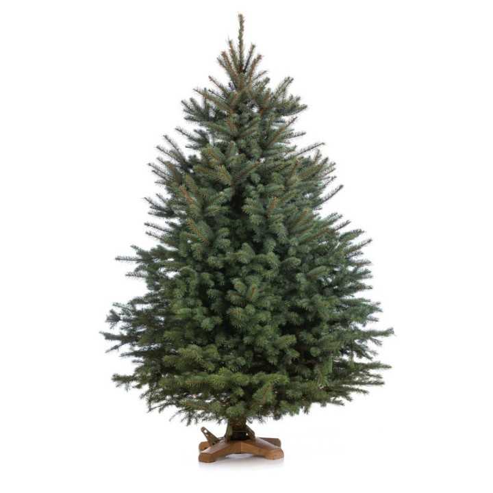 Kaukazinis kėnis (Abies nordmanniana) | kalėdinis medelis