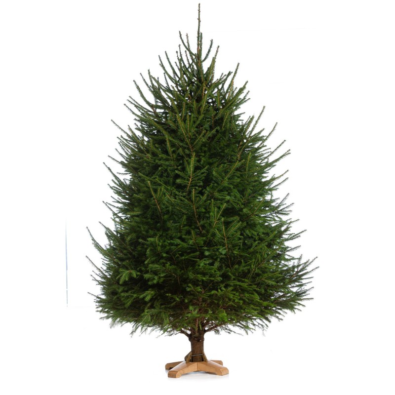 Baltoji eglė (Picea glauca) (150-200cm)
