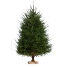 Baltoji eglė (Picea glauca) (150-200cm)