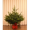 Vazonėlyje augintas kaukazinis kėnis (Abies nordmanniana) (100-125cm)